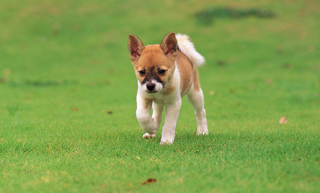 黄冈叮叮宠物商业计划书案例
